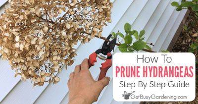 How To Prune Hydrangeas - getbusygardening.com