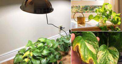 Pothos Leaves Turning Yellow: 15 Reasons and Solutions - balconygardenweb.com