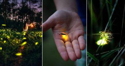 What Does it Mean When You See a Firefly | Spiritual Meaning - balconygardenweb.com