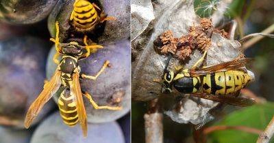 Wasp vs Yellow Jacket: All the Differences and Similarities - balconygardenweb.com