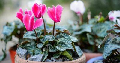 Best Winter Plants for Pots - gardenersworld.com