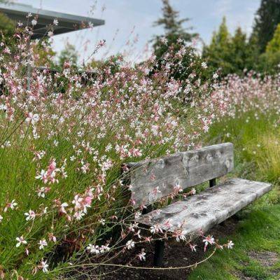 GPOD on the Road: Bellevue Botanical Garden - finegardening.com - Japan - state Washington - county Garden