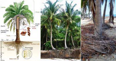 Palmetto Tree Root System Explained - balconygardenweb.com - Usa - state Florida