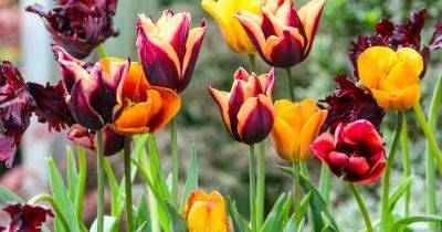 How to Plant and Grow Tulips - gardenersworld.com