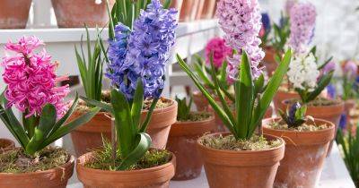 Hyacinth Plant Guide: How To Grow Hyacinths - gardenersworld.com