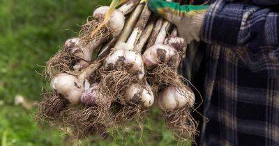 7 Reasons Why Garlic Leaves Fall Over - gardenerspath.com
