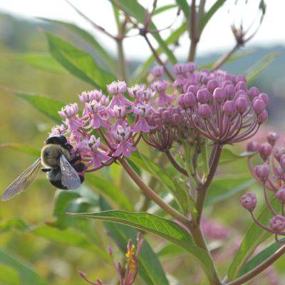 Plants for a Better Planet - finegardening.com