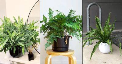 6 Best Epiphytic Ferns That Grow As Indoor Plants - balconygardenweb.com