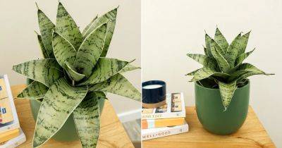 How to Grow and Take Care of the Night Owl Snake Plant - balconygardenweb.com - city Sansevieria
