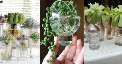 7 Best Succulents to Grow in Water - balconygardenweb.com