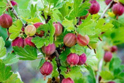 Prune gooseberries and currants - theenglishgarden.co.uk