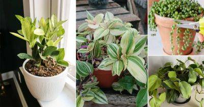 11 Houseplants You Should Prune and Regrow in the Same Pot - balconygardenweb.com - Britain