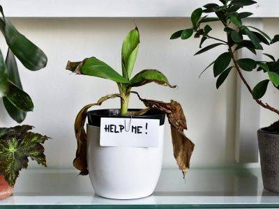 Caring for house plants during the winter - theprovince.com