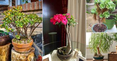 10 Best Succulents for Bonsai - balconygardenweb.com - South Africa