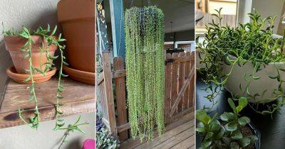 How to Grow String of Bananas like Garden Centres - balconygardenweb.com