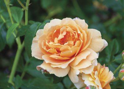14 Peach-Colored Flowers and Foliage for Adding This Trendy Hue to Your Garden - bhg.com - state Alabama - county Garden