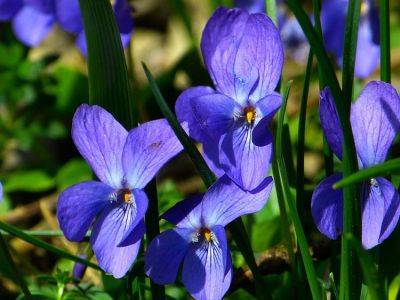 Violet – Perennial Plant, How to grow - backyardgardener.com - France