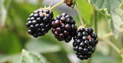 Growing blackberries - backyardgardener.com - Usa - Canada - state Texas - state Arkansas - state Oklahoma