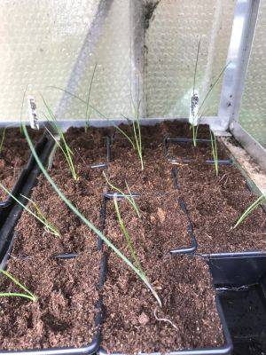 Saturday 23rd & Sunday 24th April 2022 – Pricking out - clairesallotment.com - state California