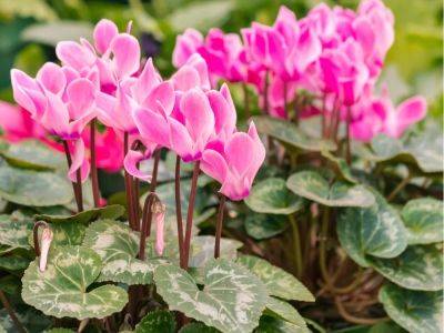 Potted cyclamen will flower again with these simple tips - theprovince.com