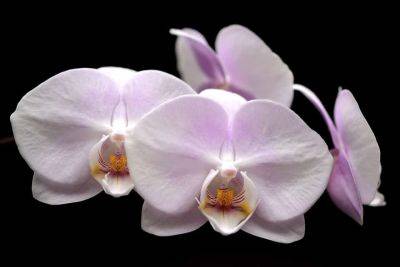 Growing Calanthe Orchid - backyardgardener.com - Greece