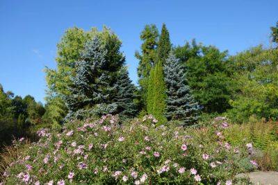 Fabulous Fir Trees to Plant - backyardgardener.com