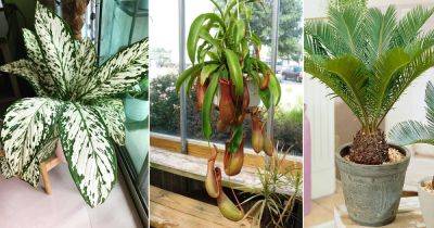 10 Plants You Should Never Grow Indoors - balconygardenweb.com