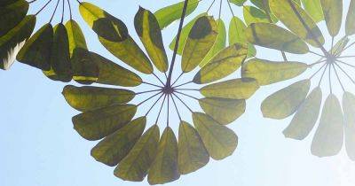 When and How to Prune Umbrella Plants (Schefflera) - gardenerspath.com