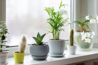 Here's Why You May Need To Water Your Houseplants Less In Winter - southernliving.com - state Texas