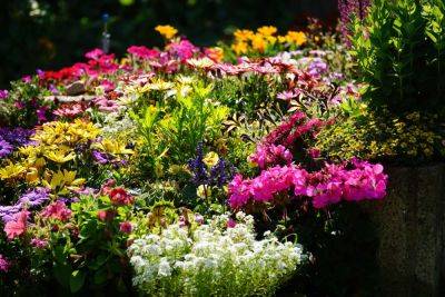 Adding Color to your garden - backyardgardener.com