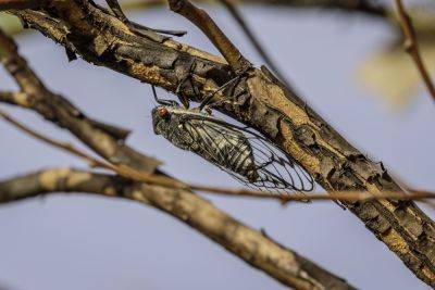 How to Protect Your Plants From the Upcoming Cicada Invasion - bhg.com - Usa - New York