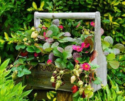 Basket plants for the Container garden - backyardgardener.com