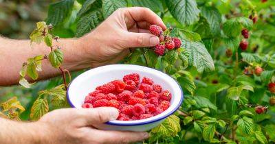 How To Grow Raspberries - gardenersworld.com