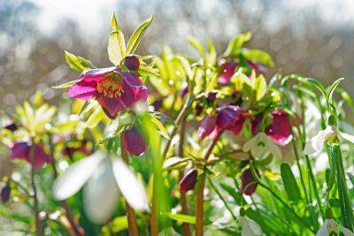 Hellebores: How to handle and divide them - theenglishgarden.co.uk