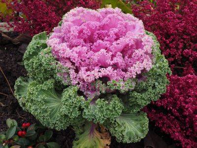 Growing Guide for Ornamental Brassica - backyardgardener.com