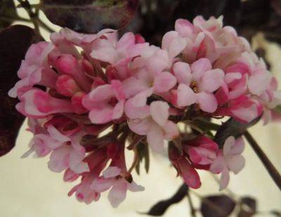 In a Vase on Monday: Sticks of Pink - ramblinginthegarden.wordpress.com