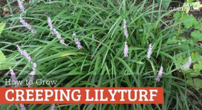 Creeping Lilyturf: A Flowering Perennial Groundcover - savvygardening.com
