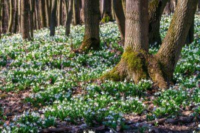 Best places to see snowdrops - theenglishgarden.co.uk - county Kent