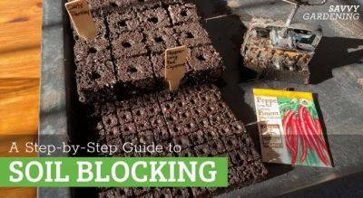 Soil Blocking: A Better Way to Start Seeds Indoors - savvygardening.com
