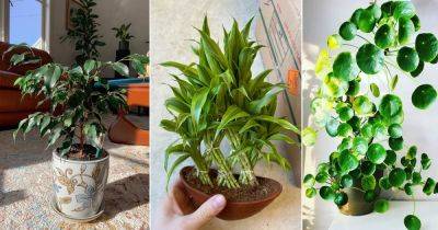 13 Best Chinese Indoor Plants - balconygardenweb.com - China