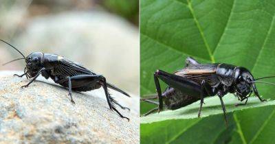 Spiritual Meaning of Black Crickets - balconygardenweb.com