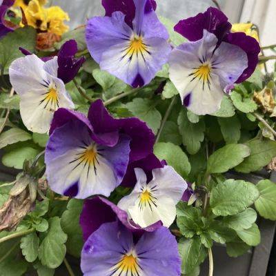 Unexpected Winter Blooms - finegardening.com - state Indiana