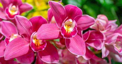13 Common Orchid Problems and How to Solve Them - gardenerspath.com