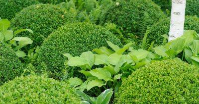 Complete Guide to Topiary - gardenersworld.com