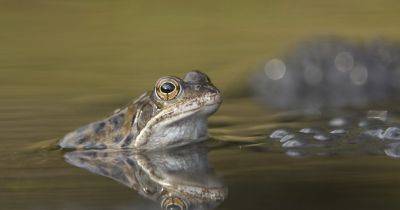 Wildlife watch: Common frog - gardenersworld.com - Scotland