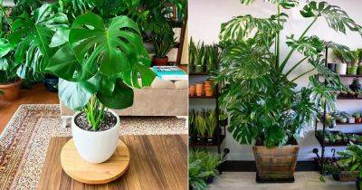 How to Select the BEST Pots For Monstera Plants - balconygardenweb.com