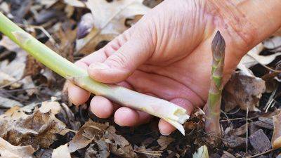 How to Grow Asparagus - gardengatemagazine.com