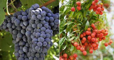 Are Grapes Related to Lychee | Grapes Vs. Lychee - balconygardenweb.com - China