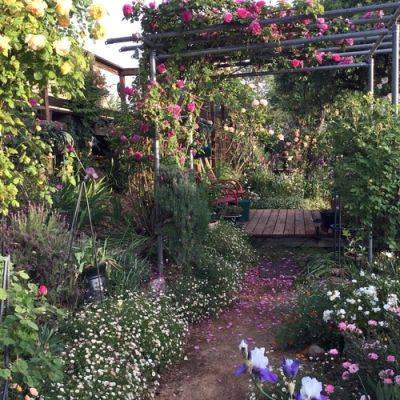 Roses, Despite Fire and Clay - finegardening.com - state California