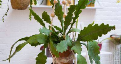How to Grow and Care for a Fishbone Cactus - gardenersworld.com - Mexico